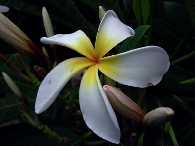 Blüte Frangipane