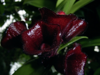 Orchideenblüte dunkelrot