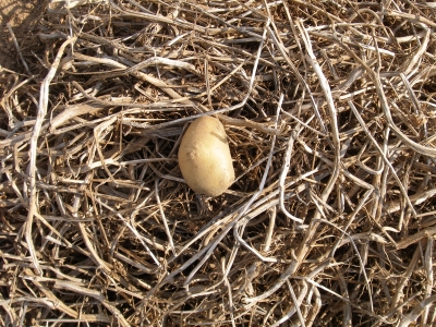 Kartoffel-Nest