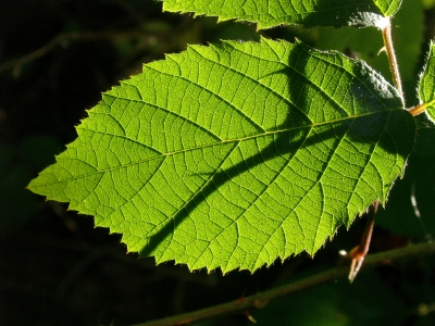 Blatt mit Schatten