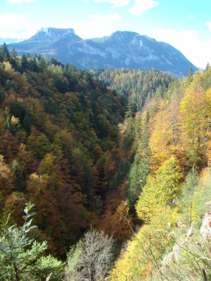 Wald in 1000 Farben