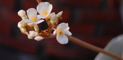 zarte Kaktusblüten