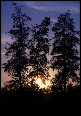 schöner Sonnenuntergang hinter den Bäumen