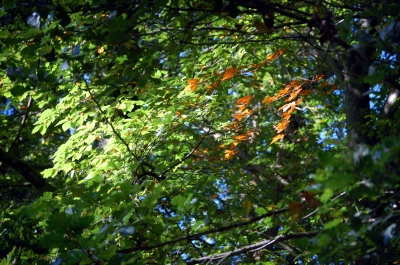 herbstliches Farbenspiel