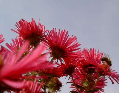 Blumen unter dem Himmel