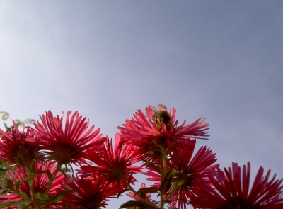 Blumen unter dem Himmel