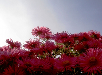 Blumen unter dem Himmel