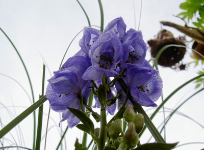 Blumen im Herbst