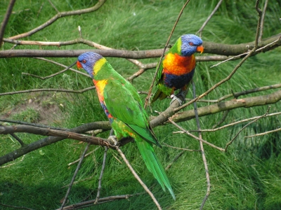 farbenprächtige Papageien