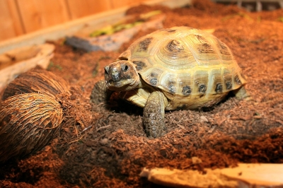 Schildkröte daheim