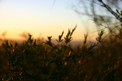 Blattdetail bei Sonnenuntergang