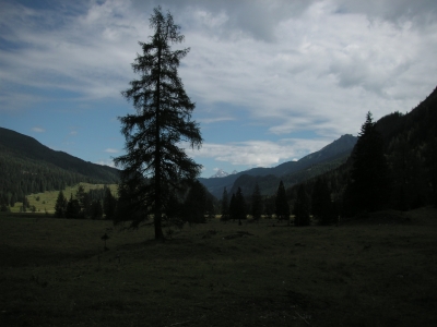 Baum im Gebirge 2