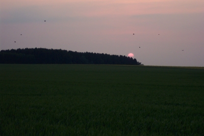 Sonneuntergang über der Soester Börde mit Vögeln