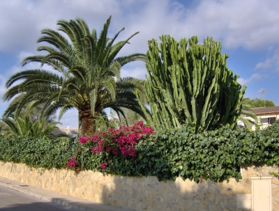 Vorgarten einer Finca auf Mallorca
