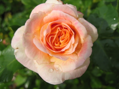 Blume (Rose)