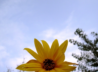 Sonnenblume