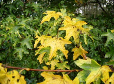 Herbstblätter