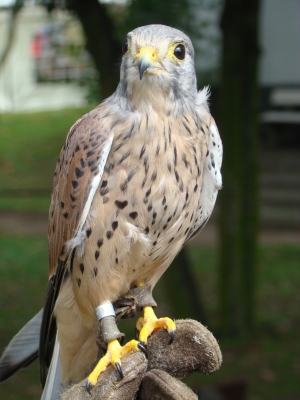 Turmfalke ganz nah!