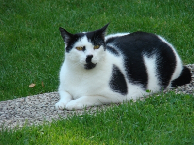 schwarz-weiß Katze im Garten