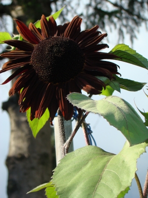 schwarze Sonnenblume