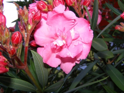 Oleander