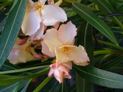 Oleander