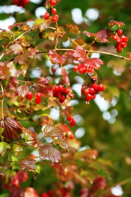 Herbstlich