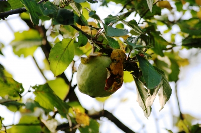 Die letzte Frucht