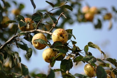 Äpfel ...natur