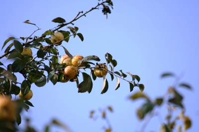 Äpfel ...natur