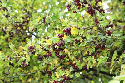 Herbstfrüchte