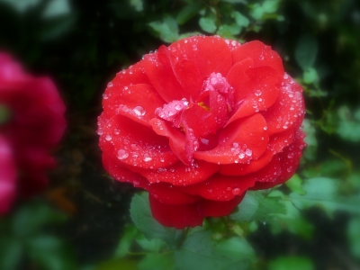 Brillante Rose