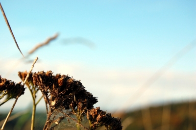 Herbst