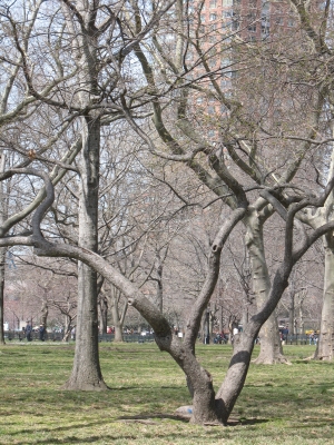 Bäume im Battery Park Manhattan