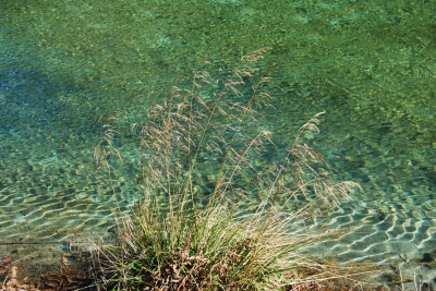 Bergsee, Gräser