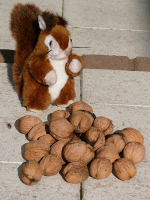 Eichhörnchen mit Nüssen
