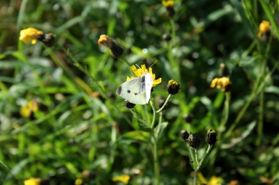 Schmetterling