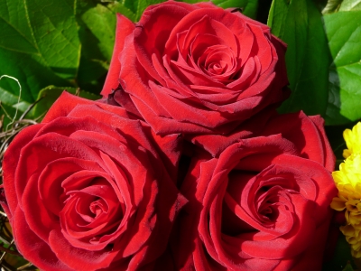 rote Rosen