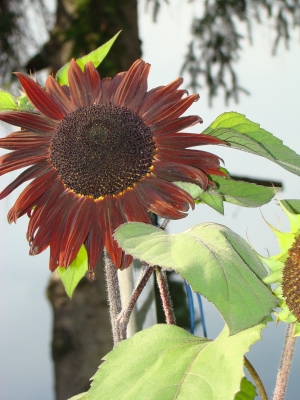 Sonnenblume dunkelbraun