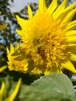 Sonnenblume - Sorte Teddybaer