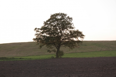 einsamer Baum