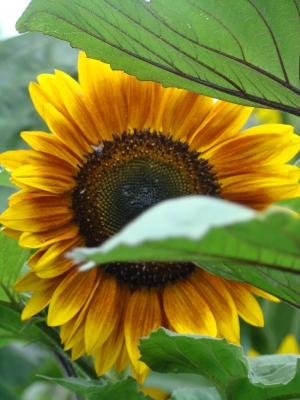 Sonnenblume mehrblütig dunkelbraun