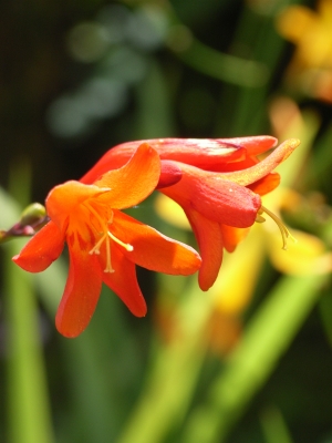 Gelb-rot-orange Blüte