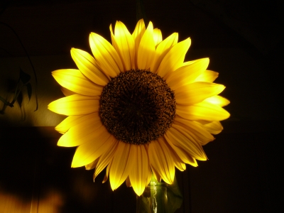 Sonnenblume