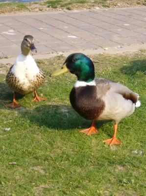 Ente