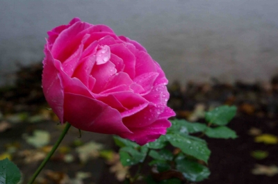 Rose im Regen 1