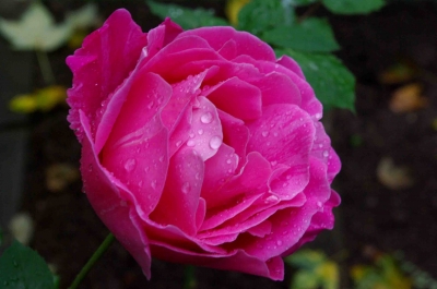 Rose im Regen 2