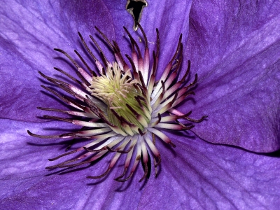 lila Blüte 2