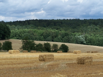 Fields of Gold