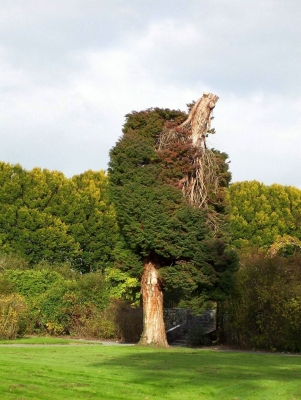 Baum steht Kopf